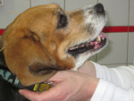 Bindy,beagle,heeft pijn in haar rug tgv spondylosis. Ze is door de huidige 5e! eigenaren liefdevol opgenomen. 